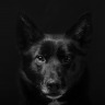 Kenlee