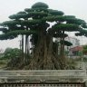 Daksong city