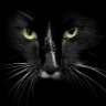 bloodcat