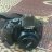 Photosh88
